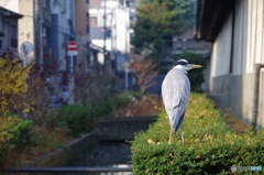 京の鳥