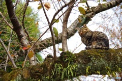 ねこ