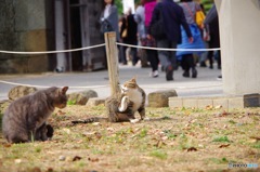 ねこねこ