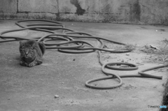 ねこ