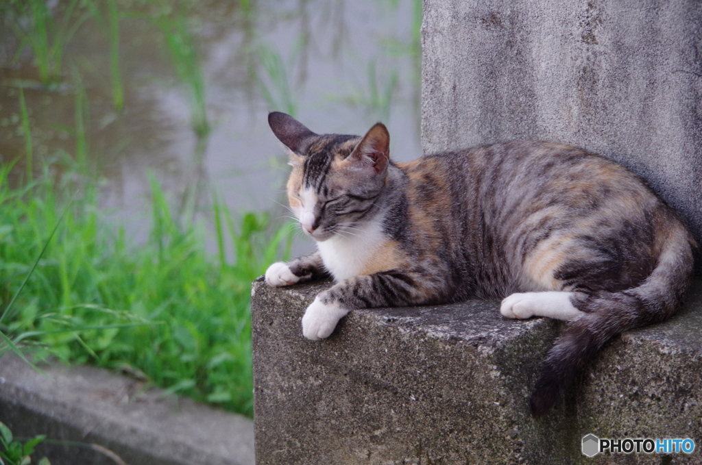 ねこ