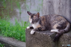 ねこ