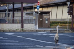 渡り鳥