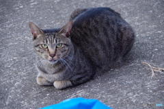 ねこ