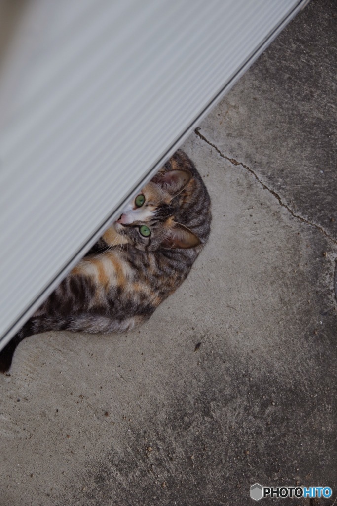 ねこ
