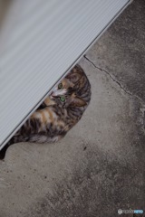 ねこ