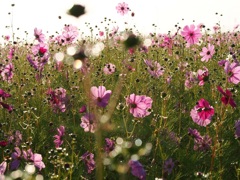 秋桜　　　ｷﾗｷﾗ