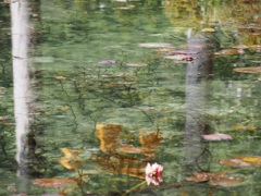 モネの池-3