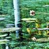 モネの池―4