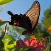黒い蝶さん　2