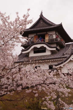 春、桜と白帝城