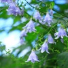 朝露のソバナ