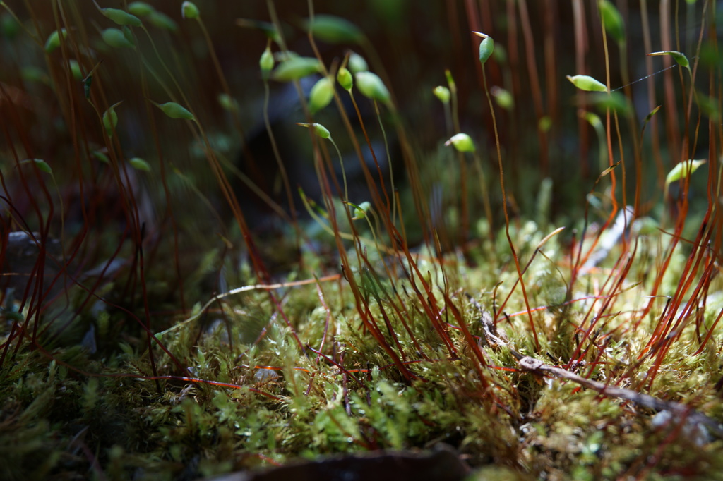 庭の苔も芽吹き