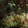 庭の苔も芽吹き