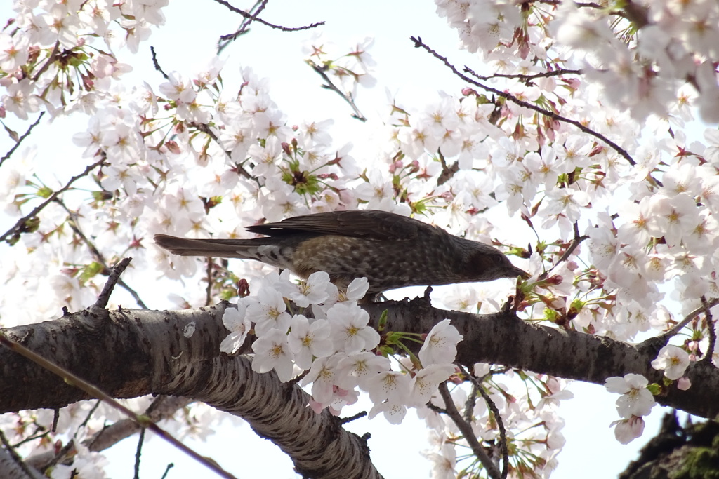 2018 桜の味