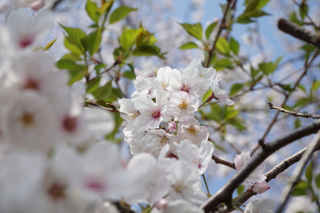 葉桜前に