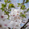 葉桜前に
