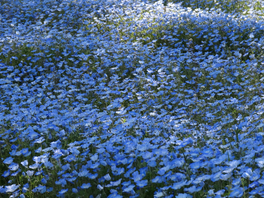 東谷山フルーツパークで花