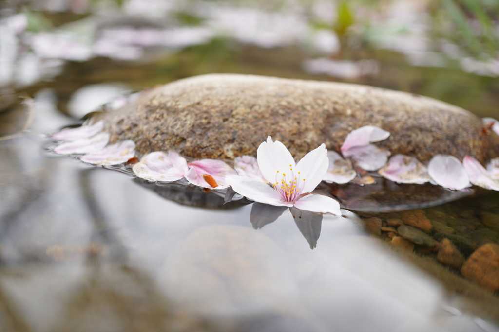 2021 遅れた花見