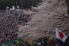 2025F1日本GP 桜でおもてなし