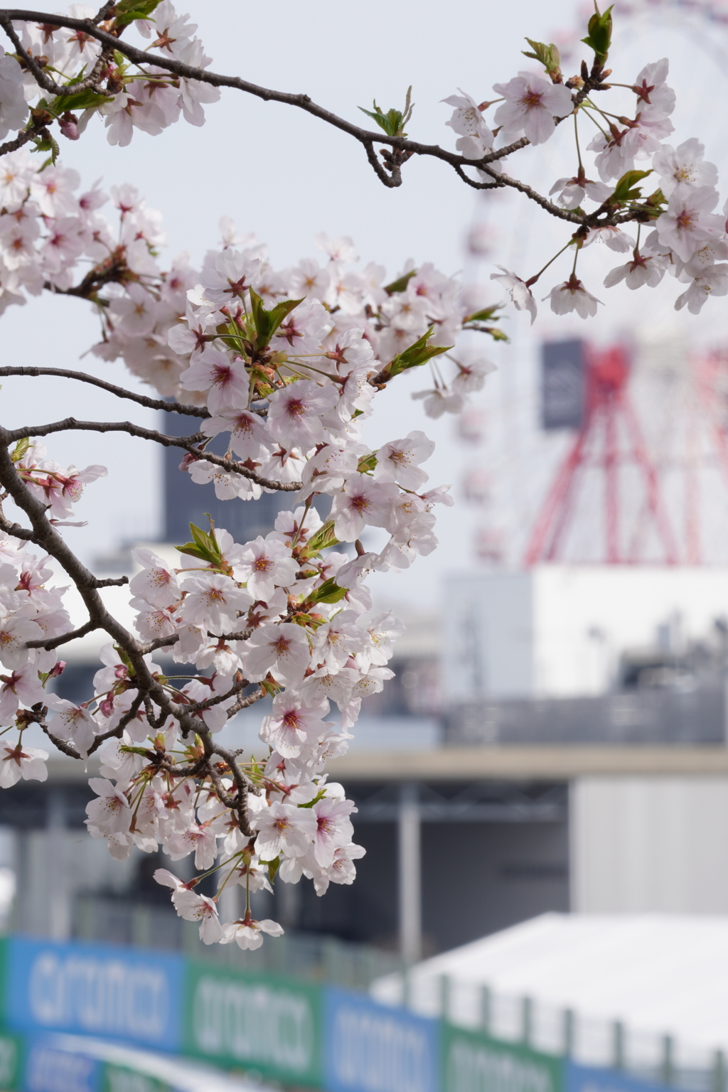 2024F1日本GP　お花見