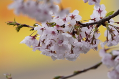2025F1日本GP 桜でおもてなし
