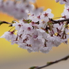 2025F1日本GP 桜でおもてなし