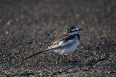 鈴鹿サーキットで鳥