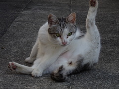 猫ポーズ
