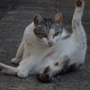 猫ポーズ