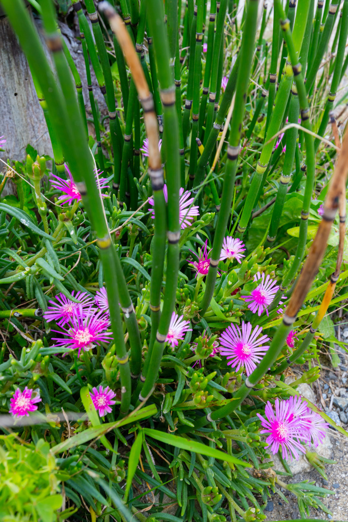竹と花