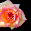 薔薇