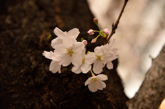 渋谷の桜