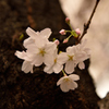 渋谷の桜