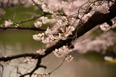 今日の桜はこんな感じ