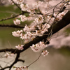 今日の桜はこんな感じ