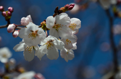 再びの桜