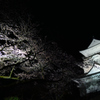 夜桜　