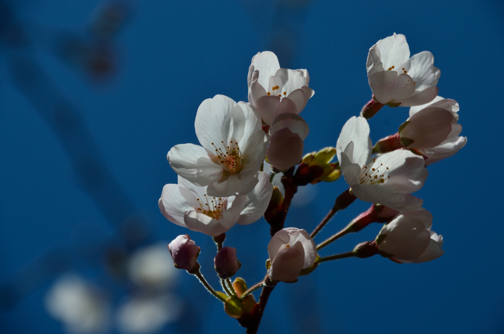 再びの桜