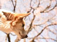 お花見犬