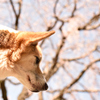 お花見犬