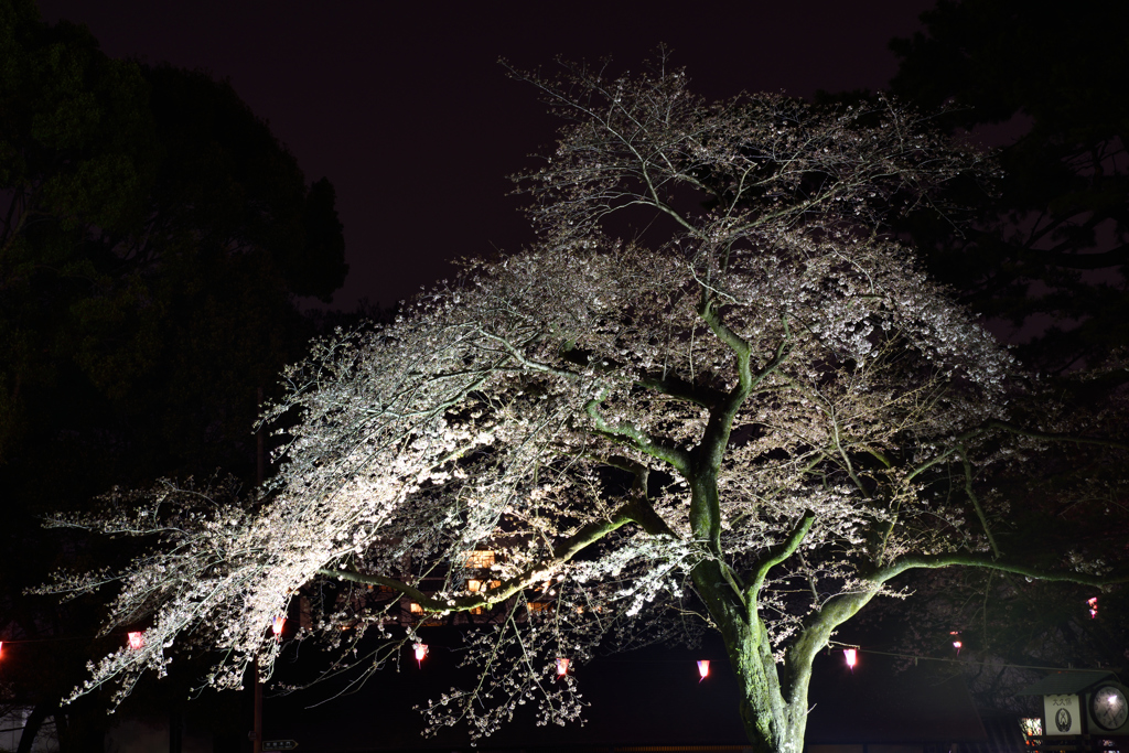 夜桜