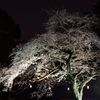 夜桜