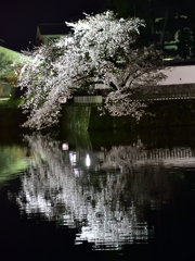 夜桜
