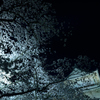 夜桜城