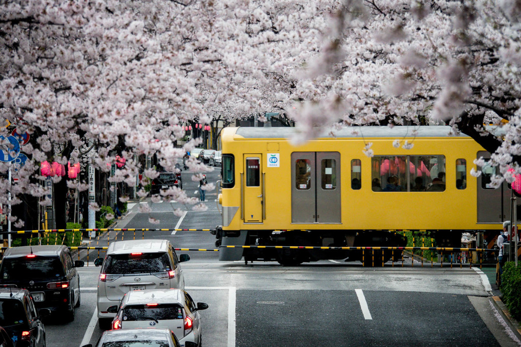 中野通り 桜並木