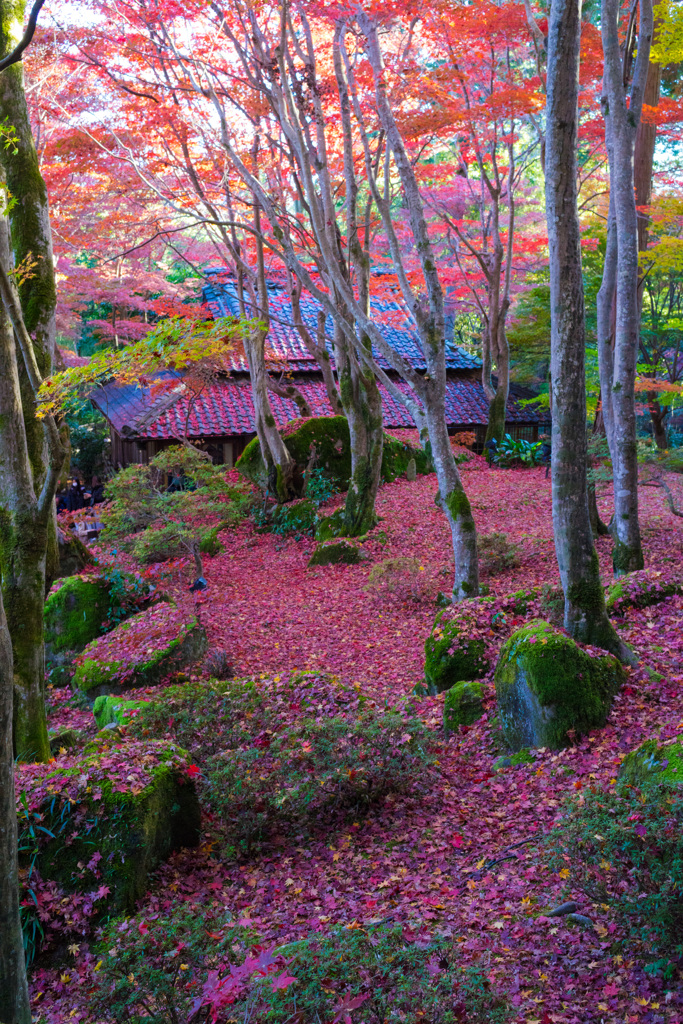 教林坊の紅葉