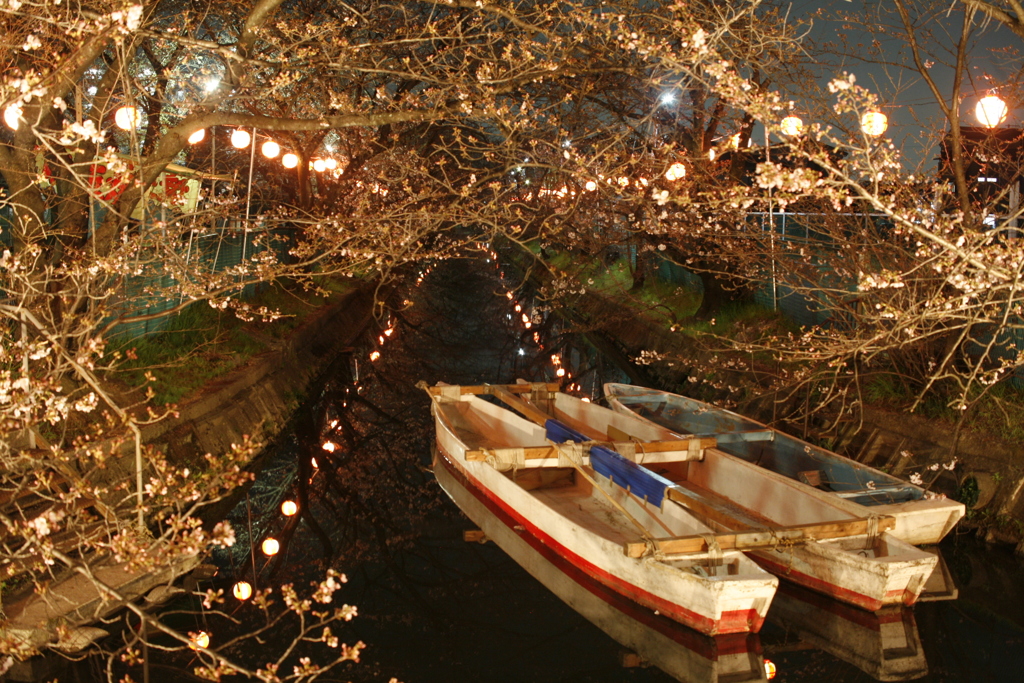 砂子水路の桜