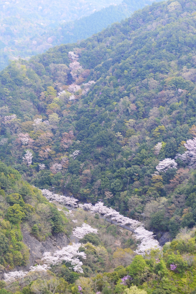 山の桜