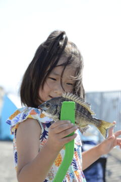 クロダイが釣れた
